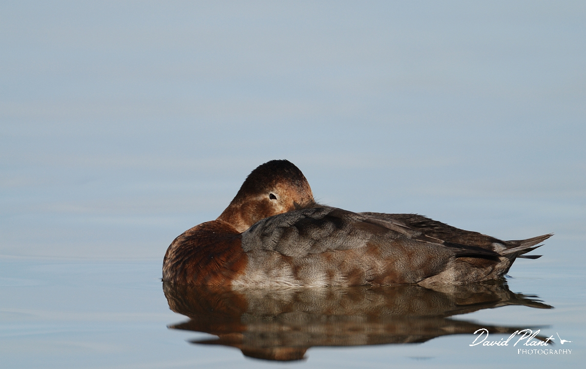 David Plant Photography - Wildlife Photographer - Pochard female - D.jpg - Pochard, female - Slimbridge